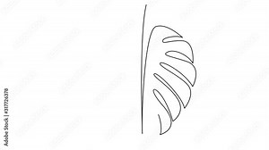 Leaf of Monstera plant. Self drawing simple animation of single continuous one line drawing. Drawing by hand, black lines on a white background. Stock Video