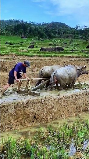 AGRITECH || Teknik tradisional membajak sawah #shorts