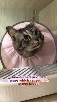Please help Umeshu!