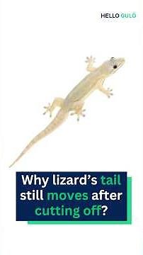 Why lizard’s tail still moves after cutting off? 🦎