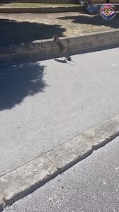 111K views · 856 reactions | Quokka's got a new babysitter | HomeChic | Facebook