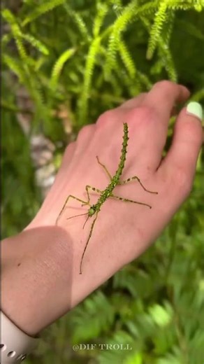 Small To Big Animals Transformation!!