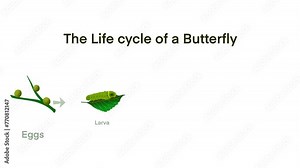 Butterfly life cycle, Cartoon caterpillar insects metamorphosis, eggs, larva, pupa, Life Cycle of Butterfly diagram, life cycle of a butterfly from an egg to a beautiful butterfly, educational biology