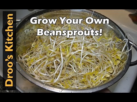 How to Grow Bean Sprouts from Mung Beans