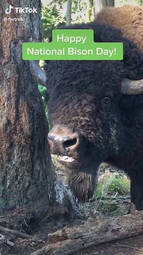Celebrating National Bison Day: The Iconic American Bison