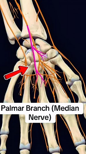 64K views · 750 reactions | Median nerve ️‍⚕️ #NerveHealth #anatomy | Dr. Ishtiaque Arafat | Facebook