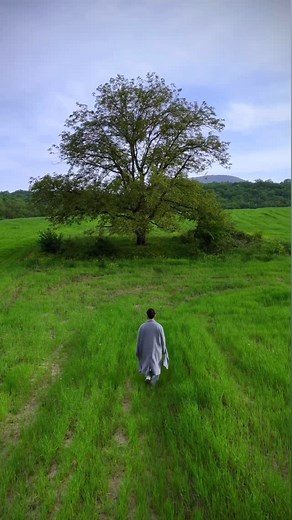 Chingiz Mustafayev on Instagram: "🌳"