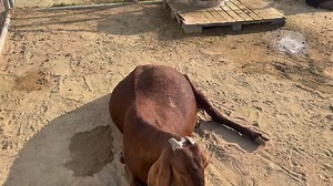 256K views · 10K reactions | Goat Pregnancy Problems || حاملہ بکریاں آحری ماہ میں آوازیں کیوں نکالتی ہیں | Goat Land Farms | Facebook