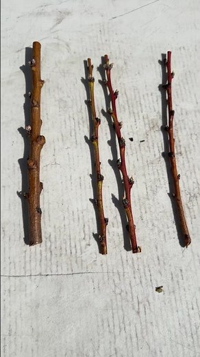 Grafting Peach Trees #Grafting #Peaches #garden