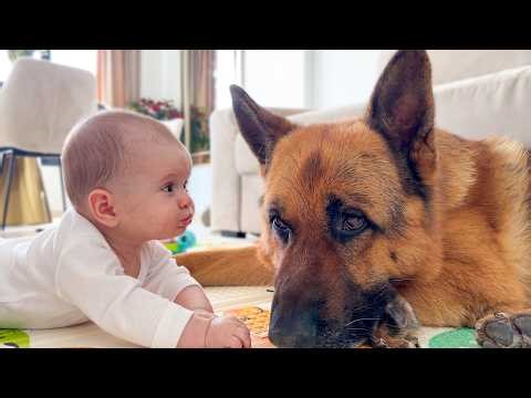 Baby Can’t Stop Touching the German Shepherd