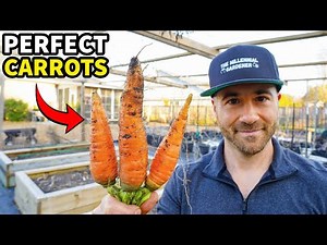 The FOOL PROOF Way To Grow PERFECT Carrots!