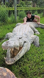 Massive Nile Crocodile with Dingo | Wild Charles