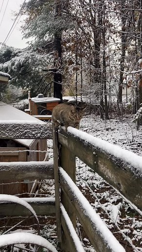 1.6K views · 38 reactions | Maggie’s first snow | Log Cabin Fever Farm | Facebook