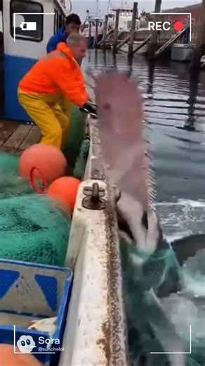 A real electric saw? A saw shark attack!