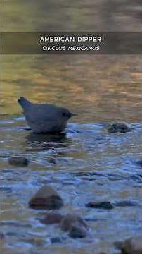 Birds of Lake Tahoe: American Dipper, Aquatic Songbird of the Sierra!