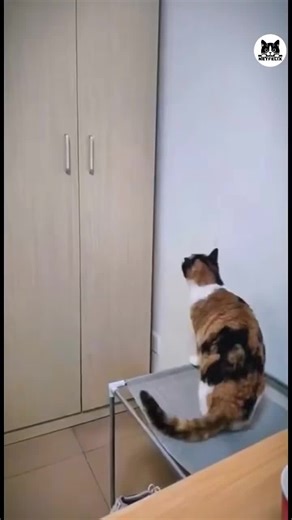 #duo avec @Netfelix #gatito