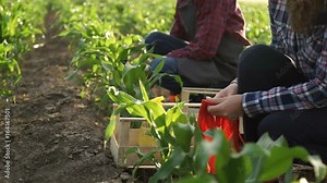Two farmers working on the field