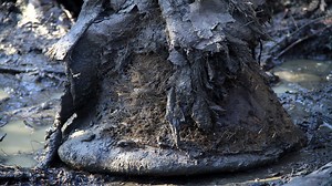 First-ever 3D DNA structure of 52,000-year-old woolly mammoth assembled