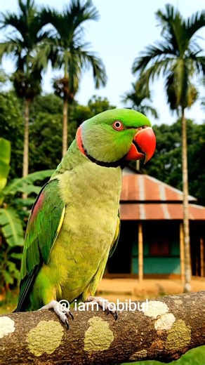 Parrot Video, Parrot Sit infront of Village Home, Parrot Sound