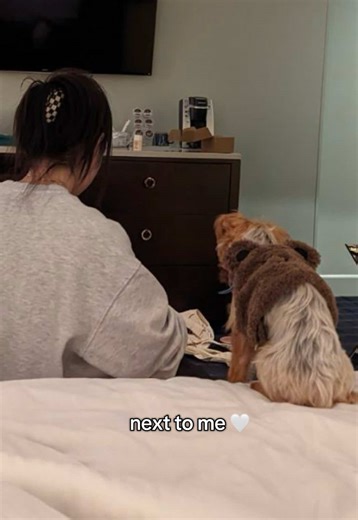 always next to my pawrents 🐾🤗 #yorkie #puppy #puppylover #cutepuppy #doglover