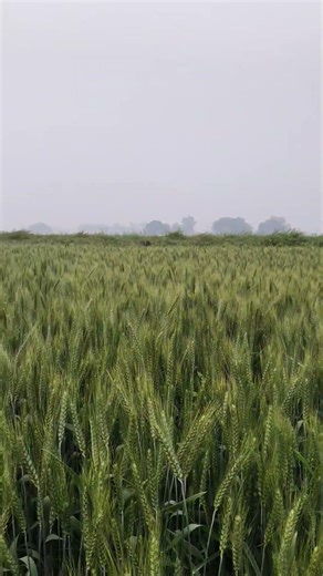 The farmer wants the right price for his hard work #farming #khetibadi #viralvideo #youtube #shorts