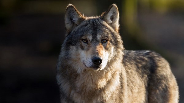 How wolves could reshape entire landscapes