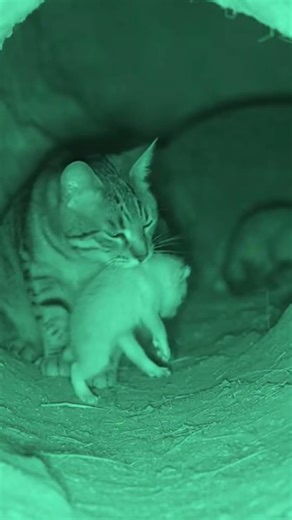 After the Rescu monkey and leopardwith rabbit friends #animalvideo#animals#AnimalRescue #shortvideo