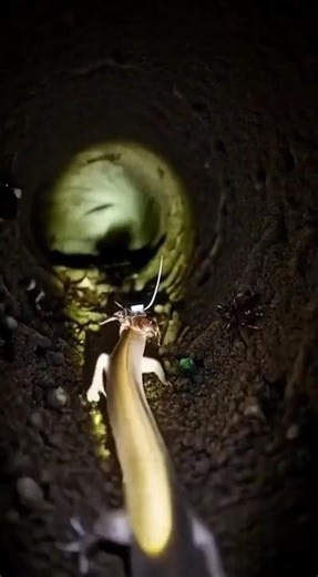 The Perspective of a Tiny Blind Snake in a Hidden Underworld | Real Micro Camera Footage