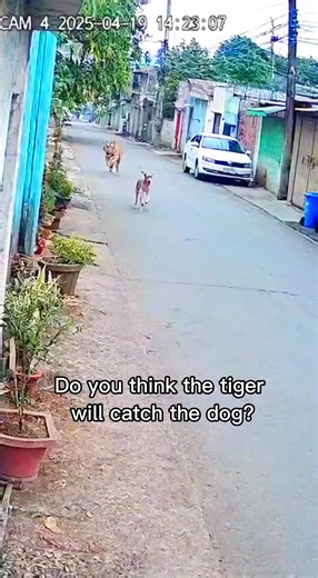 Tiger and dog #dog #doggo #love #dogsoftiktok #tiger