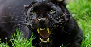 Black Panther vs. Black Jaguar: What Are the Differences?