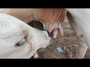⭐ Two Cute Calves Drinking Fresh Milk/ Adorable Baby Calves Enjoy Their Mother’s Love