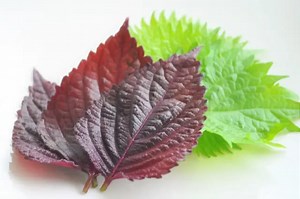 Perilla: Shiso vs. Oba leaves - Recommendation of Unique Japanese Products and Culture
