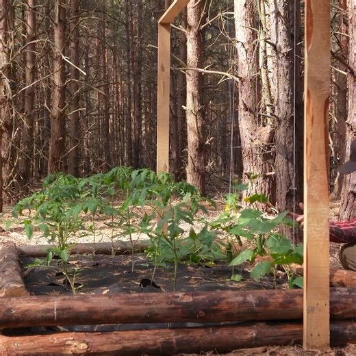343K views · 6.1K reactions | Simple off grid cabin building in the woods, Solo off grid, I've never built before - Part 2 | Survival Camping, Building Warm Bushcraft | Facebook