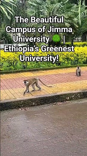 The Beautiful Campus of Jimma University 🌳 | Ethiopia’s Greenest University!