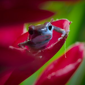 11K views · 300 reactions | Take a moment to appreciate the beauty of nature and David Attenborough's narration : LIFE IN COLOR WITH DAVID ATTENBOROUGH #earthday | Netflix Family | Facebook