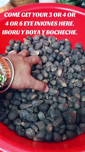 House of Radiation Botanica (@house.of.radiatio)’s videos with original sound - House of Radiation Botanica