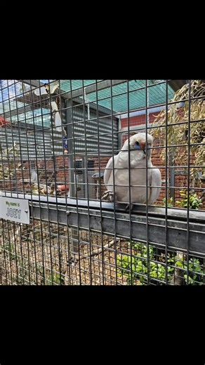 Lots of birds at Landsdale Farm. What a lovely place to visit. They have a great little cafe and plenty more animals too! | Yarn Gobbler