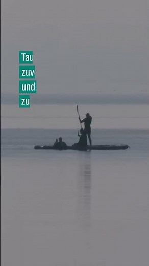 🐋🌊 Wal-Rettung vor Poel: Schafft Timmy den Weg in die Freiheit? #hope #timmy #ostsee #news #shorts