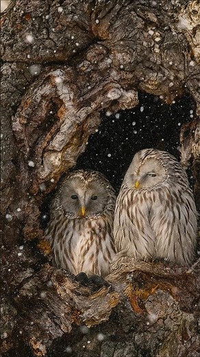 Ural Owl Songs – Relaxing Nature Sounds, Calming Bird Songs & Forest Ambience Album