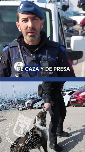 ¿Cómo son los perros policía?