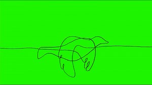 Bird Flying Continuous Line 2D Animation