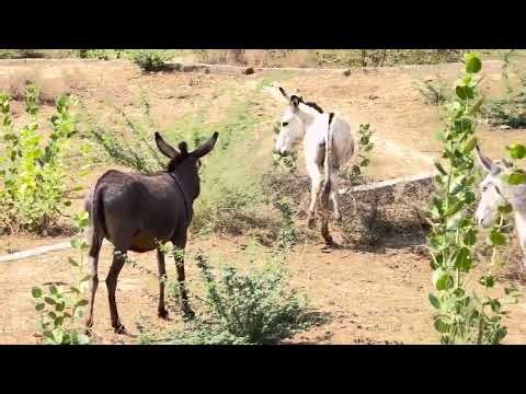 Donkey meetingfirst time ll donkeybreeding