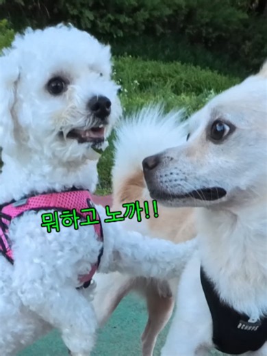 귀여운 강아지 산책 일상 영상
