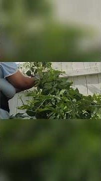 Raspberry Vine Support: Tying Vines with Protective Gloves!