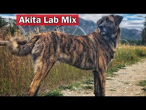 Akita Lab Mix: The Great Guard Dog or Amazing Family Pet @cross breeds