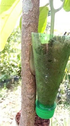 Mango Cultivation Secrets 🥭 | Grow Faster & Healthier Trees