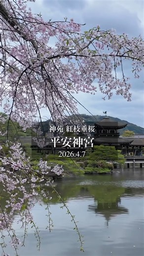 【京都散歩】平安神宮神苑の紅枝垂桜に包まれる。50代・60代の心に響く、静寂と美の極致 #sakura #kyoto #春の京都