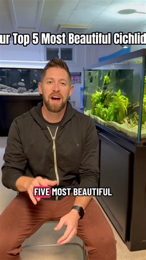 144K views · 2.4K reactions | Our top 5 most beautiful cichlids we currently own | Cichlid Bros | Facebook