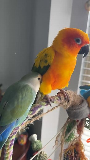 Charming Lovebirds: A Guide to Pet Bird Care