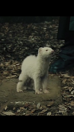 Draco Malfoy Transformed into a Ferret | Harry Potter Scene Explained